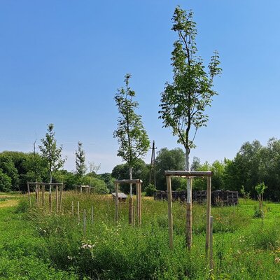 Ökolog. Vorzeigefläche Stadtgemeinde Traismauer