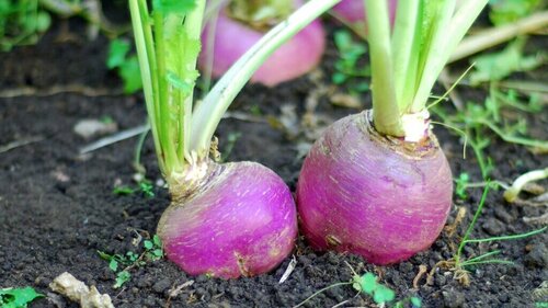 Gemüse im Beet© Birgit Kaas & Franco Baumeler