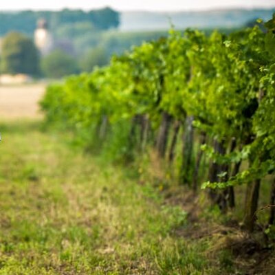 Weingut