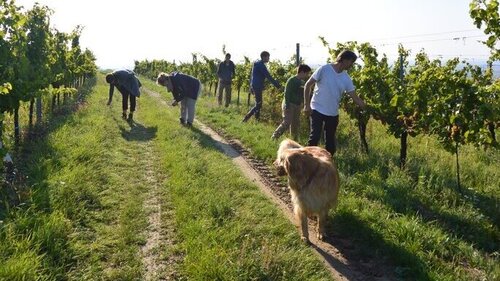 Arbeiten im Weingarten© FamilienWeingut Wimmer-Czerny