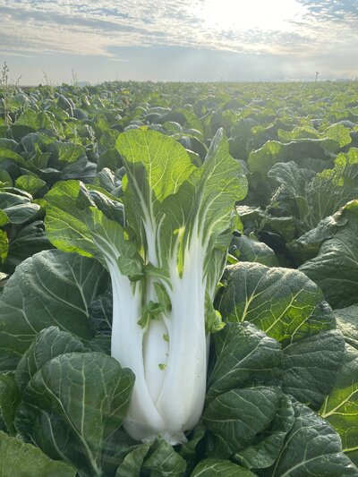 Pak Choi