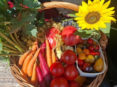 Gemüse regional - saisonal - vielfältig