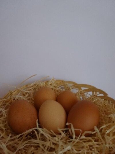 Eier