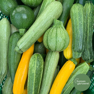 Zucchini
