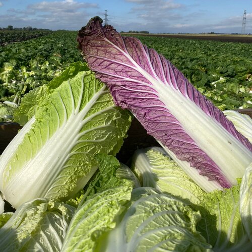 Frisch geernteter Chinakohl (grün und violett) liegt vor einem weitläufigen Gemüsefeld unter blauem Himmel – regional angebautes Feldgemüse.