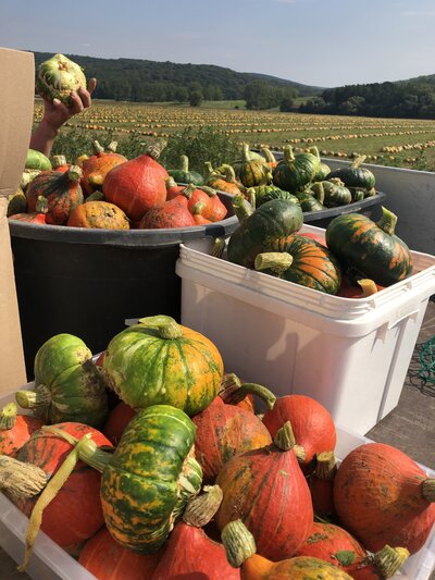 Bio Speisekürbisse