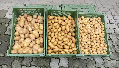 Gewaschene Kartoffel