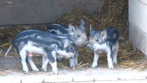 Foto mit drei Mangalitza-Ferkeln© FamilienWeingut Wimmer-Czerny