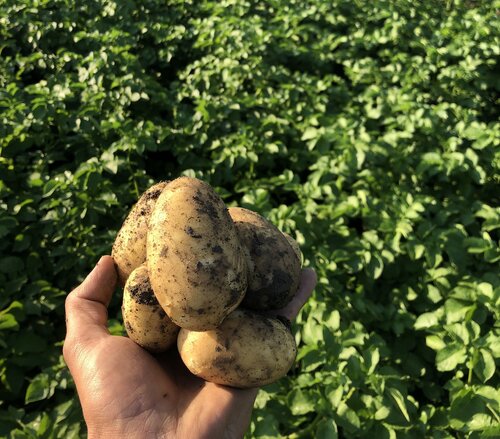 Heurige Erdäpfel von Bachl's Feldgemüse