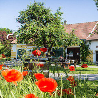Hofansicht mit Bäumen und Mohnblumen