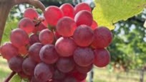 Roter Veltliner Trauben© Fabian Krempus, Florian Mair