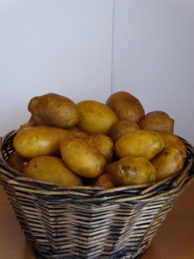 Erdäpfel - Ditta - festkochend