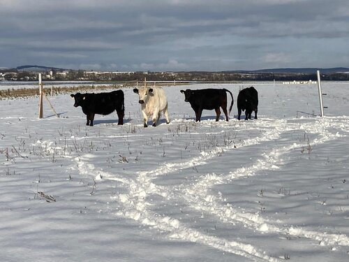 Winter auf der Weide