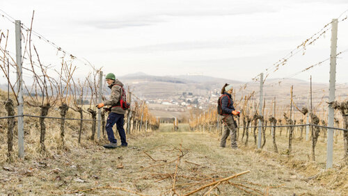 Arbeiten im Weingarten© Winzerhof Holzheu Familie Heigl