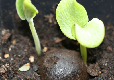 Seedballs