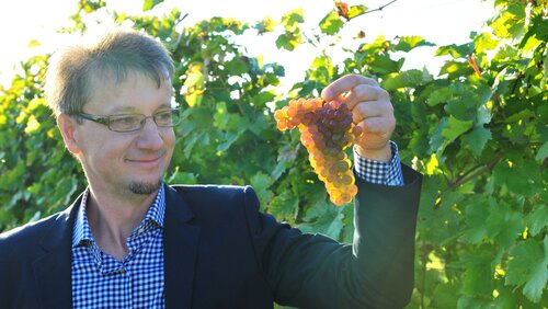Herr Fritz mit Roter Veltliner Trauben© Weingut Josef Fritz