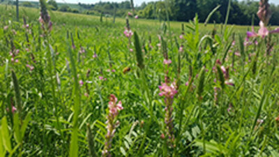Bio-Esparsettenhonig