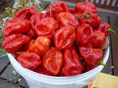 Chilis