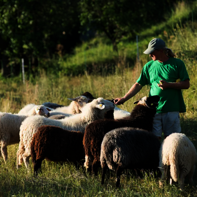 Reinhard Seitner mit den Schafen am Feld