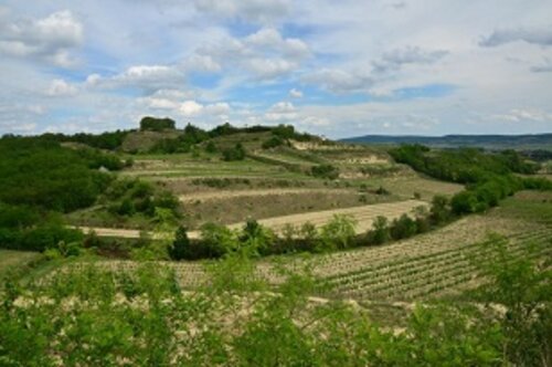 Weingut LutzerWeingut Lutzer