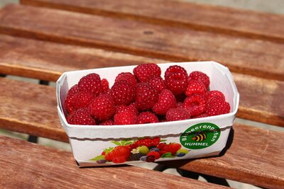 Bio Himbeeren