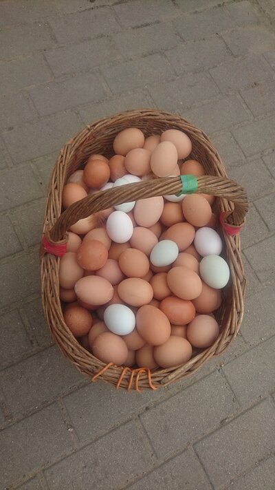 Eier
