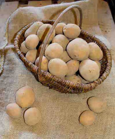 Erdäpfel Agria (mehlig)