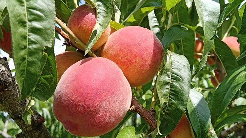 Pfirsichbaum