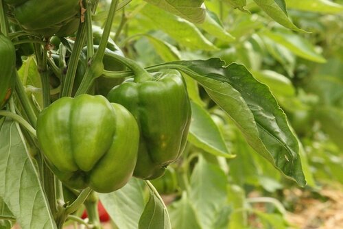 grüne Paprika© Franzlbauer Franz Hascher