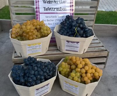 Tafeltrauben