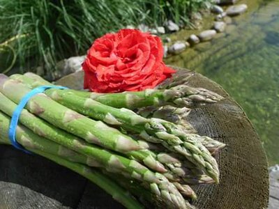 Grünspargel