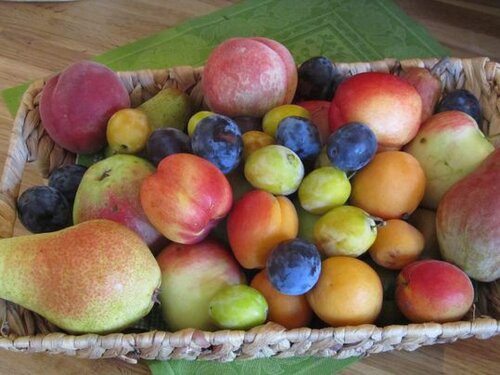Obstkorb_SchreiberObstkorb_Schreiber