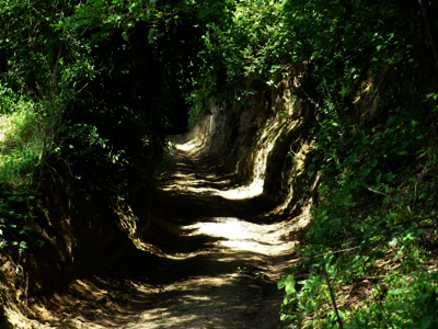 Lösshohlweg Forberg