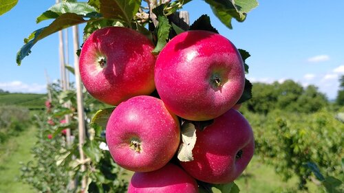 Apfelbaum