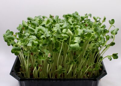 Daikon Rettich Frisch