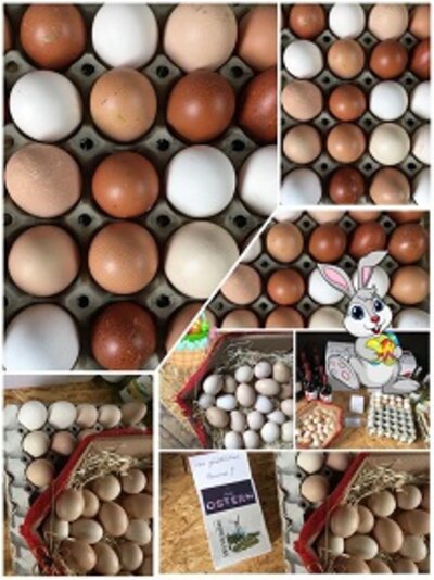 Eier