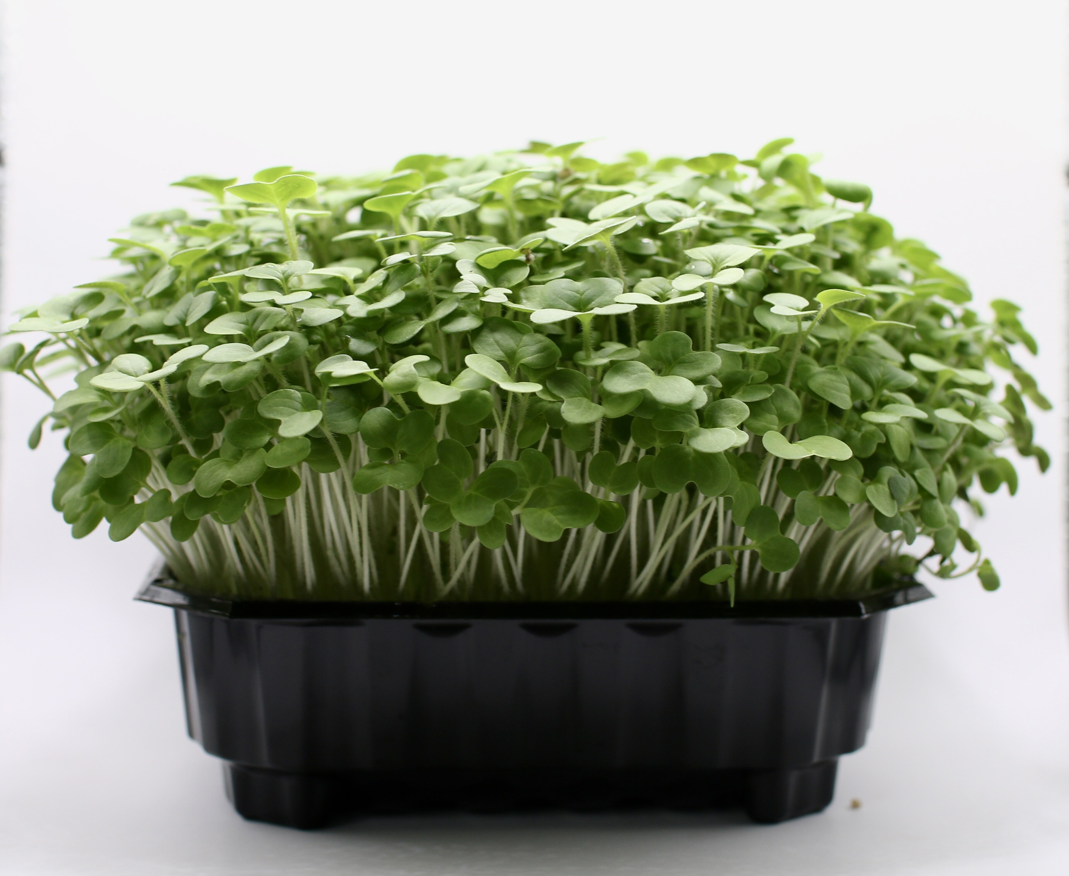 Frische Microgreens