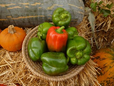 Paprika