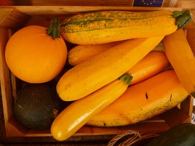 Zucchini