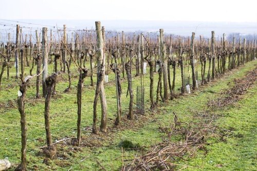Weingarten_Waberer, SchimmerWeingarten_Waberer, Schimmer