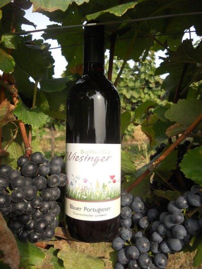 Blauer Portugieser