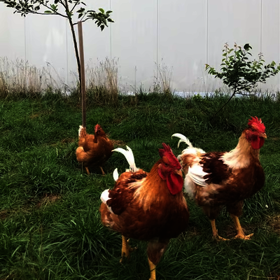 Hendl, Pute & Schwein