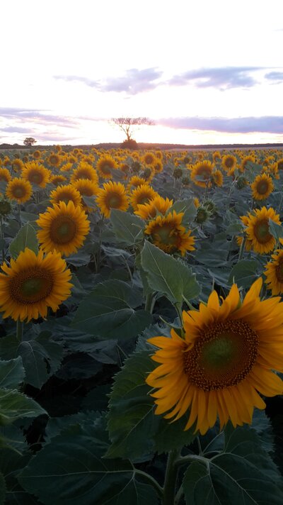 Bio-Sonnenblumenöl