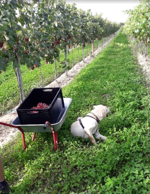 Im Weingarten bei der Ernte