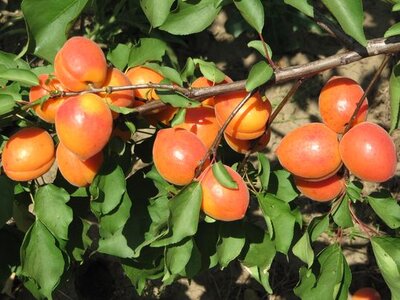 Erntefrische Marillen
