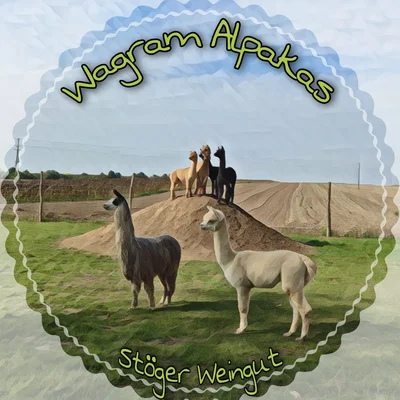 Wagram Alpakas