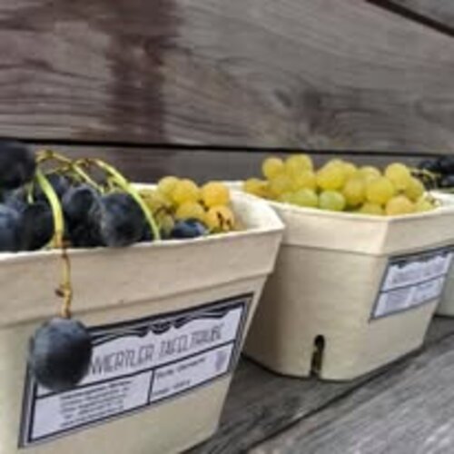 Sonnengereifte Tafeltrauben