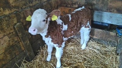 Kuh-Rohmilch