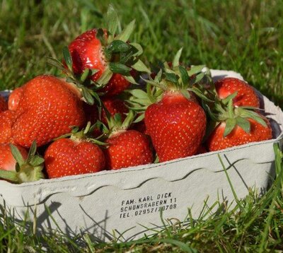 Erdbeeren