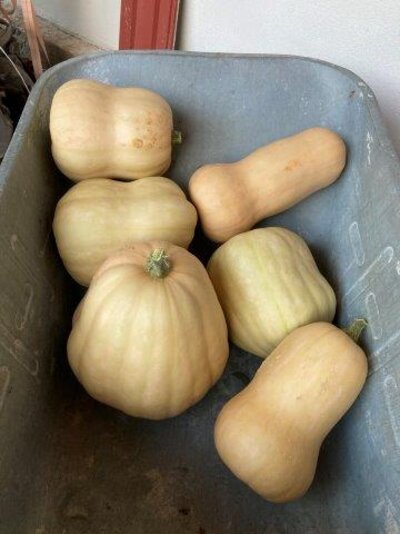 Butterkürbis